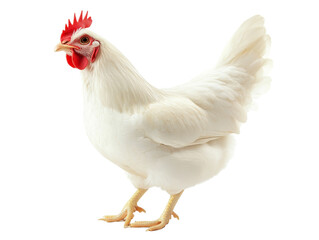 Fototapeta premium Beautiful white hen standing proudly in a garden