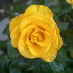 yellow rose in the garden