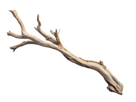 Natural driftwood with unique shape and texture