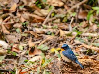 Tickell's blue flycatcher in Thailnad