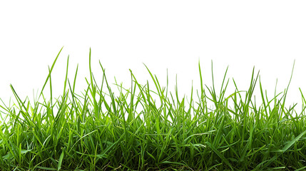 Fototapeta premium Green grass on transparent background. Cutout. PNG