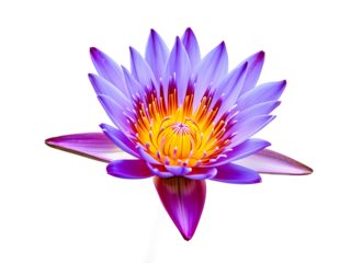 blooming water lily flower isolated on transaprent background