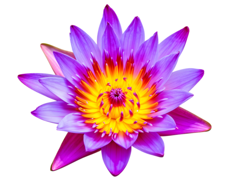 blooming water lily flower isolated on transaprent background
