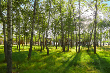 Obraz premium Hebei Guyuan Kulun Naoer Tourism Resort Villa Area Forest Grassland