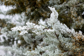 frost on tree