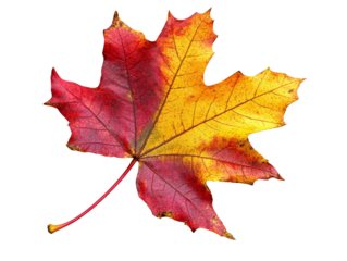 Vibrant autumn leaf details