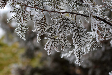 frost on tree