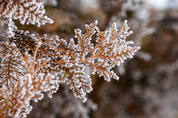 Fototapeta premium frost on tree