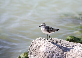SANDERLING on the beach