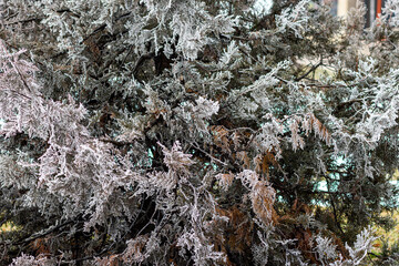 frost on tree