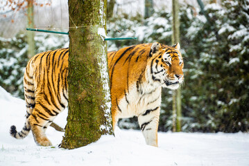 Granby, Quebec - Jan 2 2024: Wandering Tiger in the winter Granby Zoo 