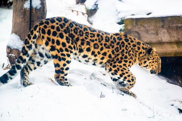 Granby, Quebec - Jan 2 2025: Beautiful snow leopard in the winter Granby Zoo 