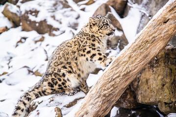 Granby, Quebec - Jan 2 2025: Beautiful snow leopard in the winter Granby Zoo 