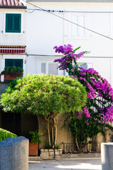 flowers in a street