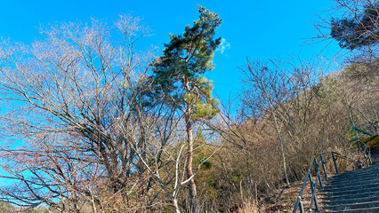 冬の青空と枯れ木たち　日本風景　山梨県富士河口湖町