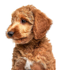 Obraz premium ゴールデンドゥードルの子犬ポートレート（goldendoodle puppy portrait on white background） 