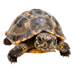 Turtle close up on white surface