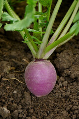 closeup the purple white turnip with plant and leaves growing in the farm field soft focus natural green brown background.