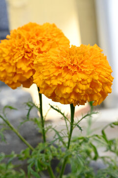 closeup the orange marigold flower with bud growing with leaves in the garden soft focus green brown background.