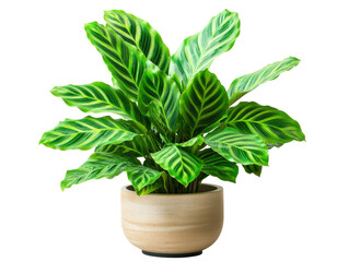 Indoor plant with vibrant green leaves in a pot