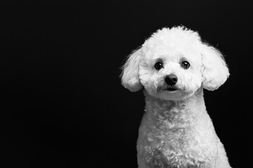 Adorable White Bichon Frise Portrait Captures Canine Innocence and Charm in Monochrome Photography.