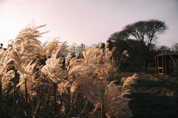 decorative pampas dry fluffy grasses grow in formal botanical garden on a fall day. Soft dry grass...