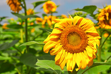Fototapeta premium Sunflowers under the blue sky and white clouds