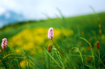 Field of green grass and flowers, a lawn in spring.