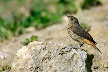junger Gartenrotschwanz (Ästling) // juvenile common redstart (Phoenicurus phoenicurus) 