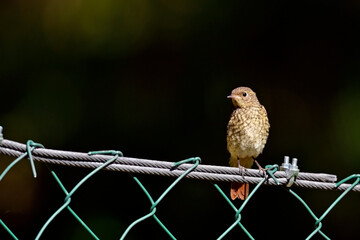 junger Gartenrotschwanz (Ästling) // juvenile common redstart (Phoenicurus phoenicurus) 