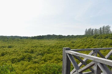 Fototapeta premium landscape of Tung Prong Thong golden mangrove field in sunny day travel location on Thailand
