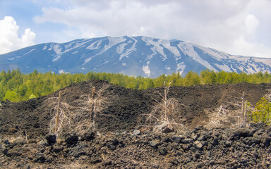 Black volcanic terrain with barren trees against a backdrop of green forest and the snow-covered...