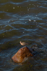 Fototapeta premium Small bird standing on a wet rock in the Baltic Sea. The bird is a Dunlin (Calidris alpina), a common shorebird in Estonia. Rocky shore and gently rippling waterin the background