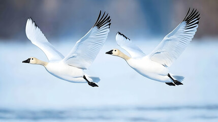 Obraz premium Two snow geese flying over snowy lake, winter landscape, wildlife photography, nature background.