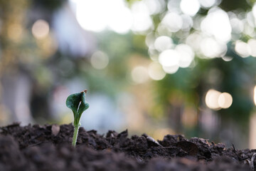 growing pumpkin sprout, backyard home gardening