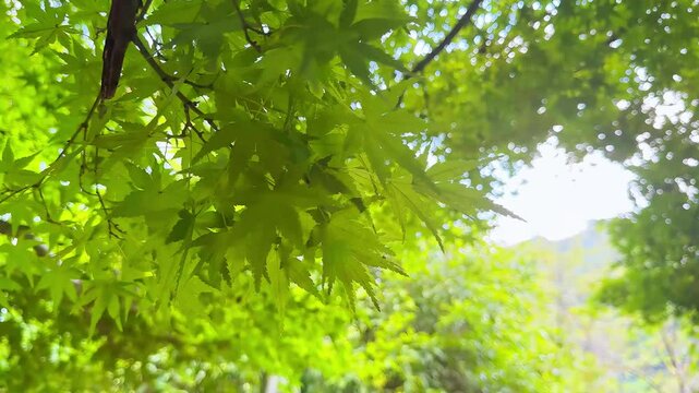 The scenery of the ancient garden hotel in Shaoxing City, Zhejiang Province