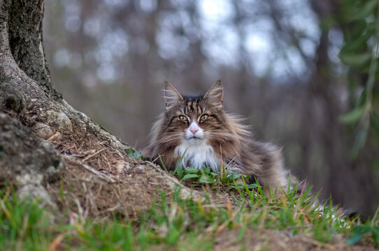 Norwegian forest cat resting peacefully on a meadow. feline beauty