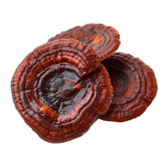 Reishi mushroom isolated on transparent or white background