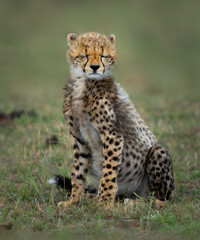 A young cheetah sitting on a grassy plain.