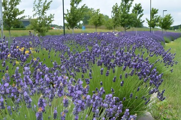 A vibrant field of lavender flowers in full bloom under a partly cloudy sky. Lush green foliage complements the purple blossoms, creating a serene and aromatic landscape.