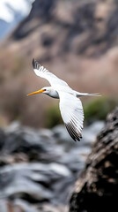 Frigatebird soaring over volcanic rocks, Galapagos Islands, nature background, wildlife photography.