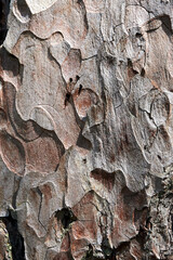 Bark of pine tree. Close-up. Nature background.
