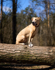 Portrait of an American staffordshire terrier sitting on a log