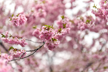 pink sakura flowers background, close up, cherry blossom in spring time,