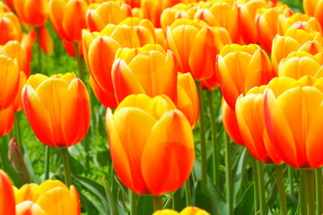 たくさんのチューリップの花