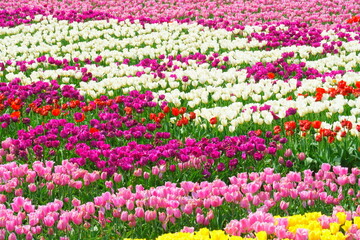 チューリップ畑