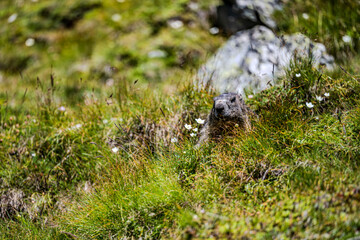 The famous marmots at Glockner