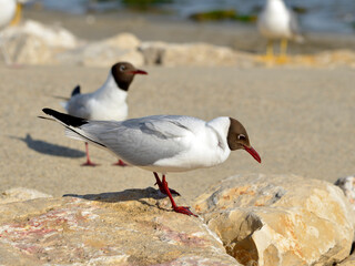 Black-headed Gull (Chroicocephalus ridibundus) on rock on a beach in the Camargue, a natural region located south of Arles, France