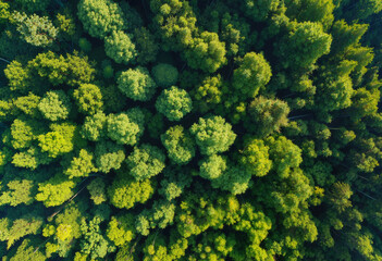 Naklejka premium Aerial view of lush green forest canopy, showcasing the diversity of treetops in nature