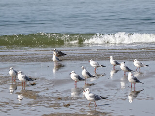 Black-headed gulls (Chroicocephalus ridibundus - winter plumage) on a French beach 